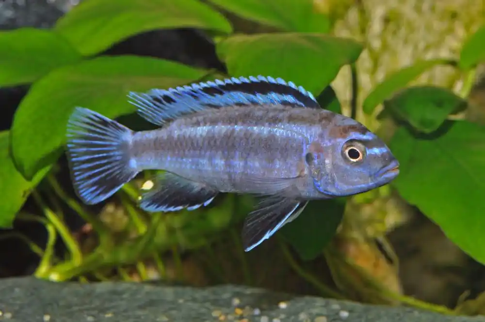 Kobalt-Orange-Buntbarsch (Melanochromis johannii) Zertifiziert